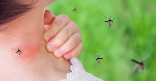 Нашествие комаров и мошек